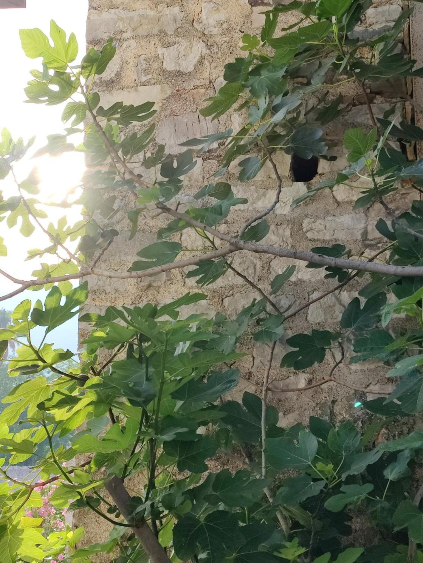 Miro Guesthouse Tivat Eksteriør bilde